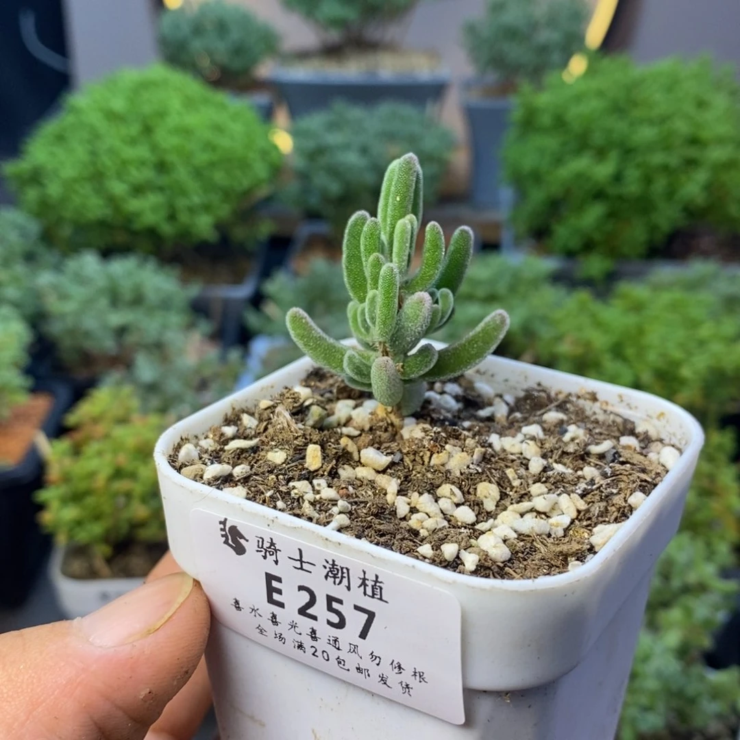 257实生红叶枝干