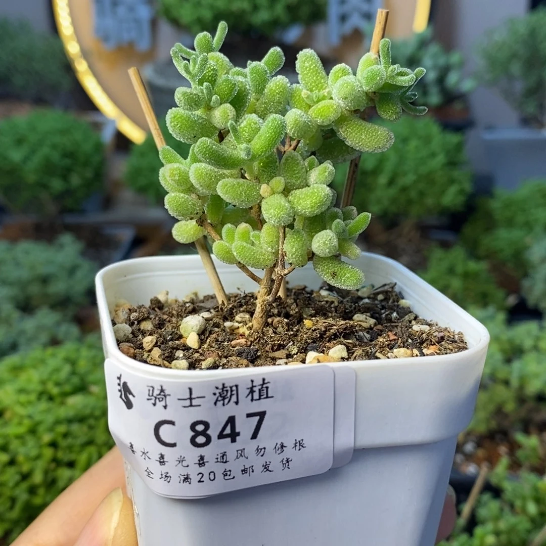 847优选冰晶多肉