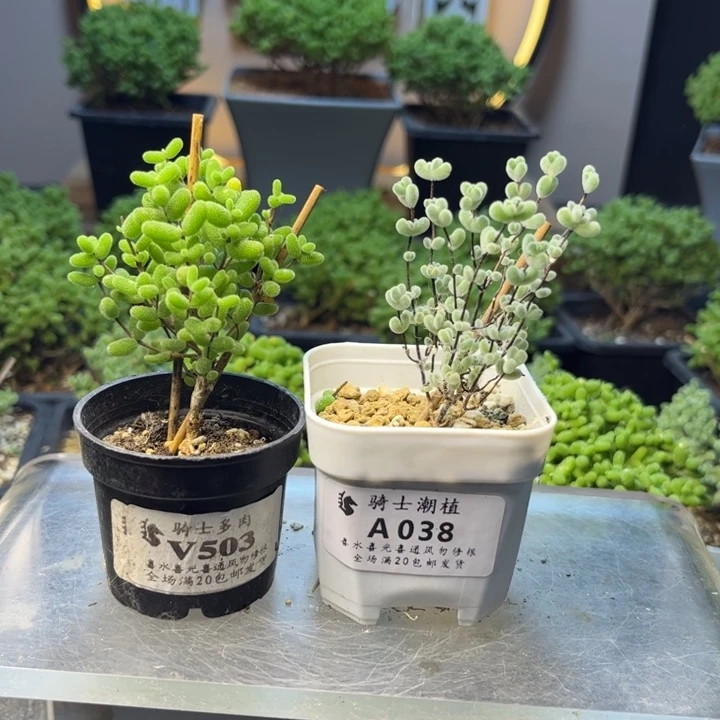 ?****.038蜜橘莱斯各一颗