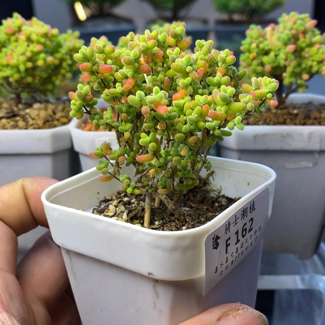 162精控蜜橘糖球