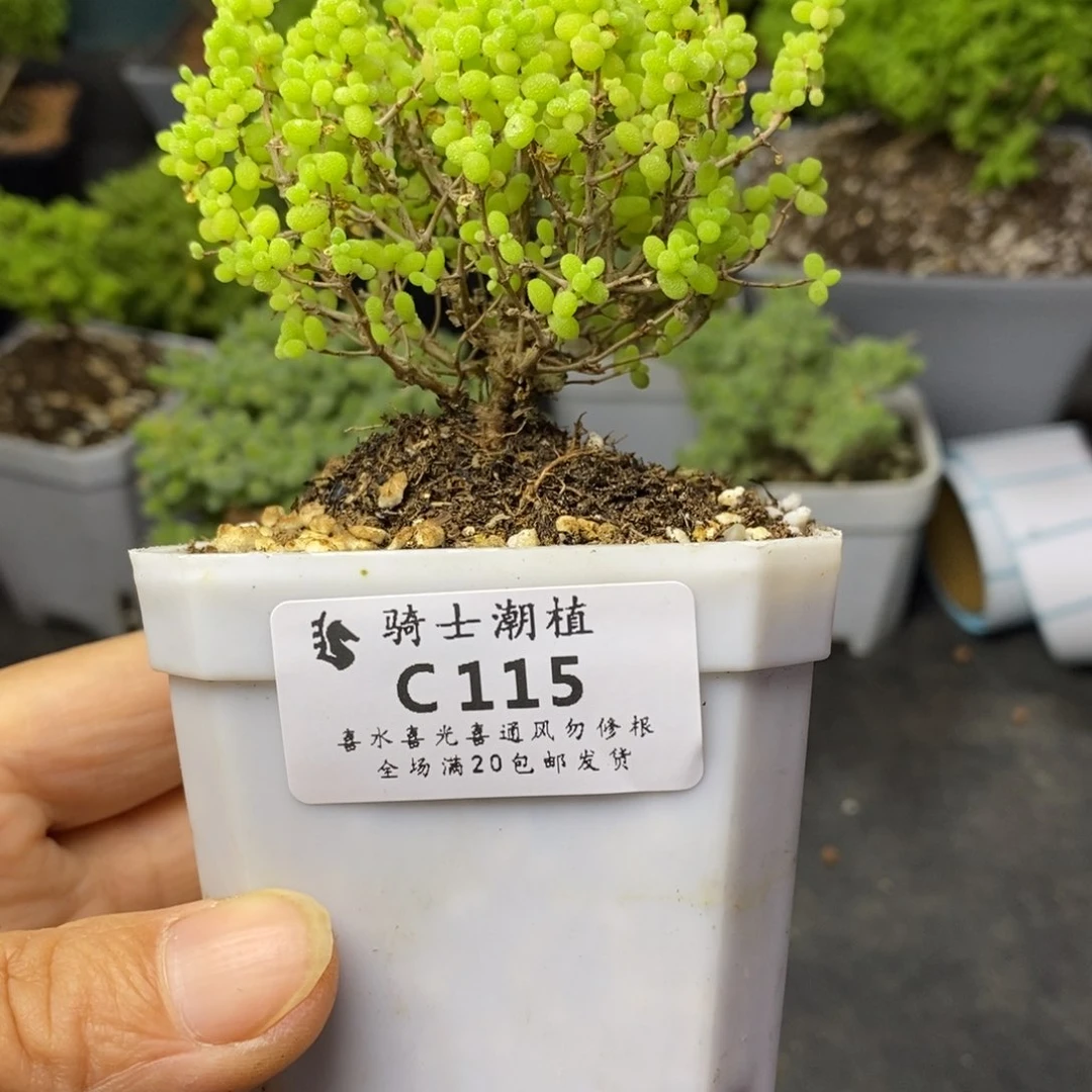 铁****?115小小米枝干番杏多肉