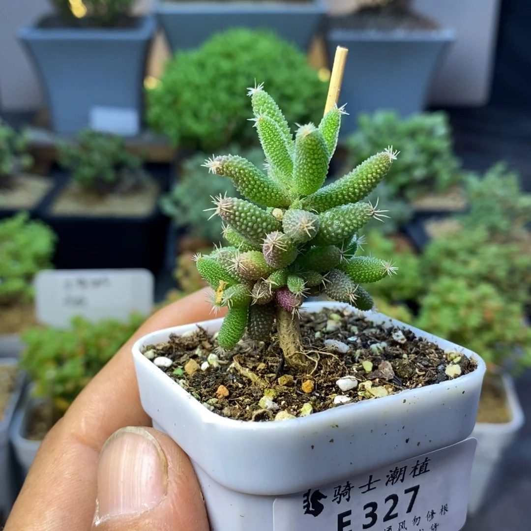 327实生玉米枝干