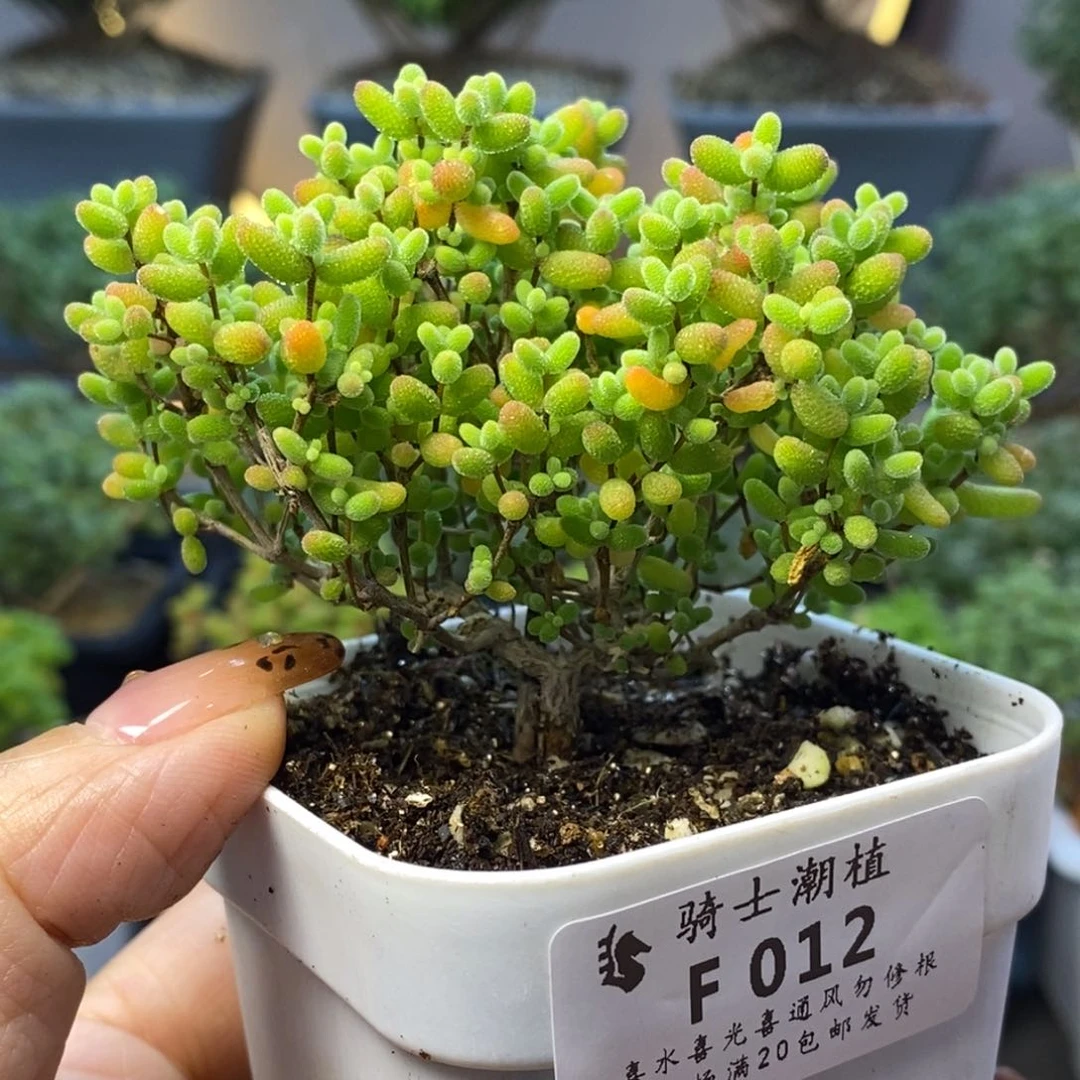 012蜜橘糖球枝干