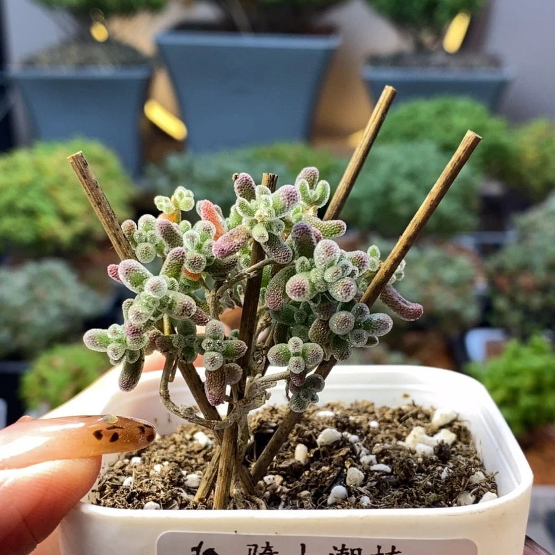 620优选冰晶枝干