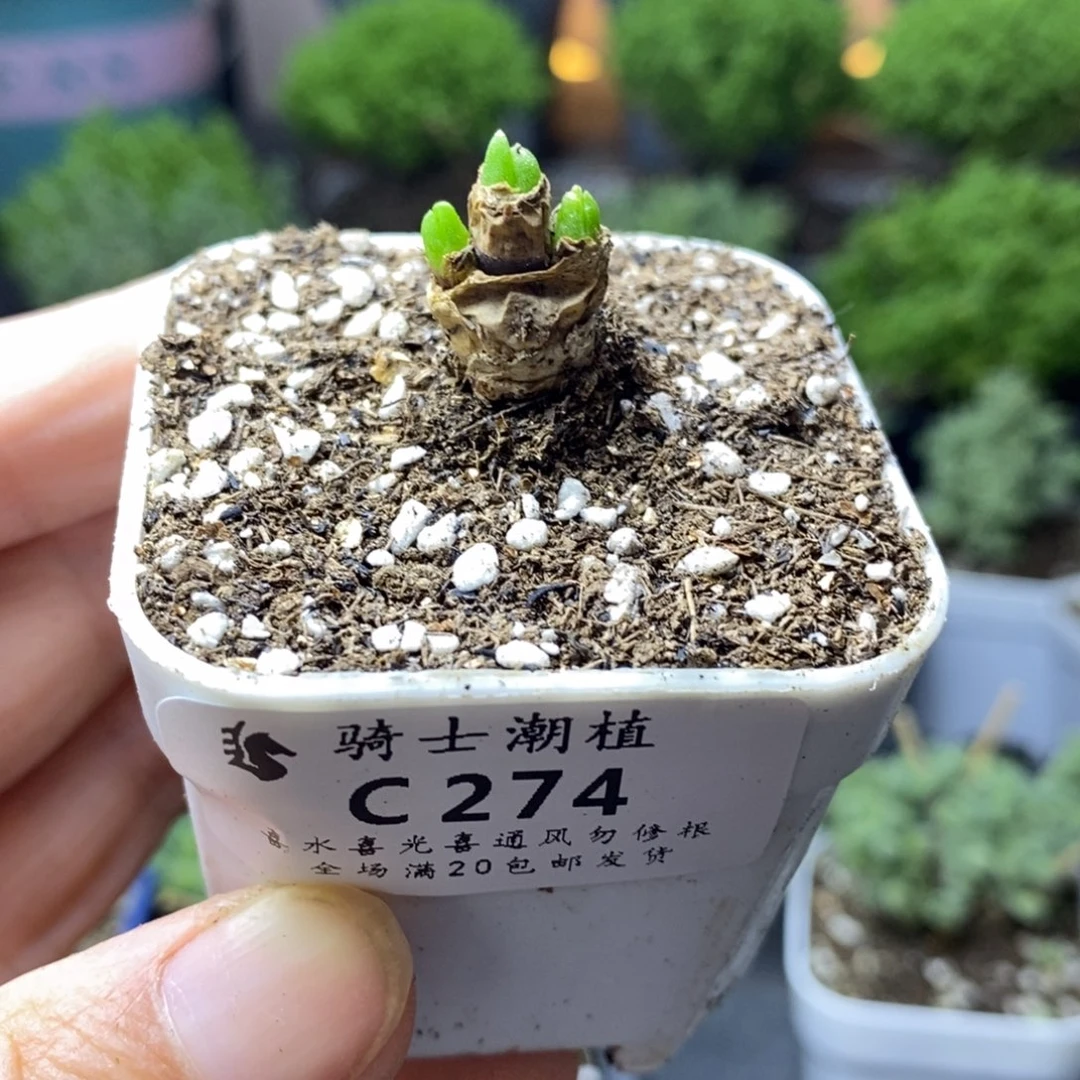 274小兔子枝干番杏多肉
