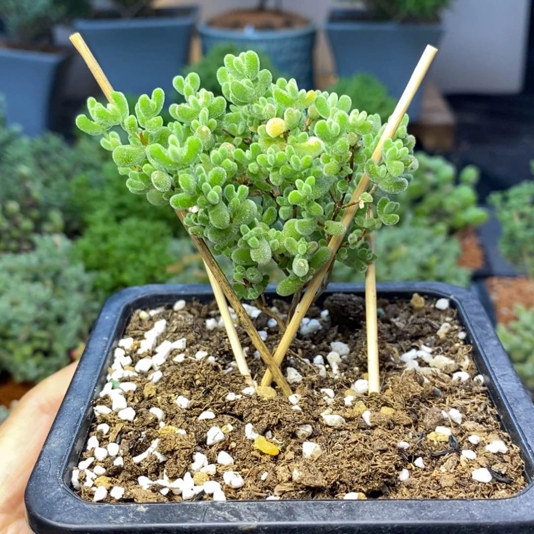 713实生精控莱斯