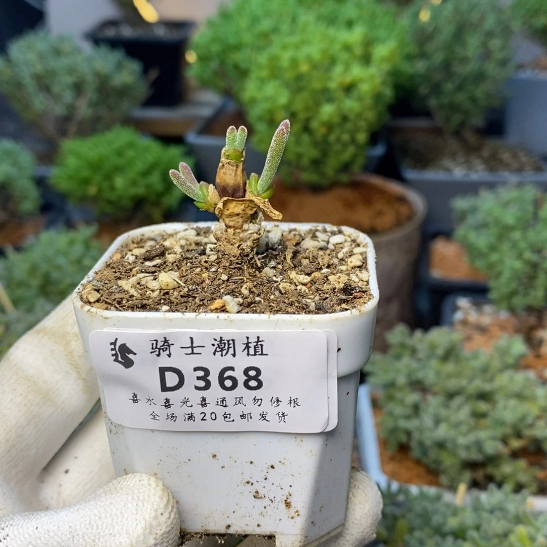 368碧光环小兔子