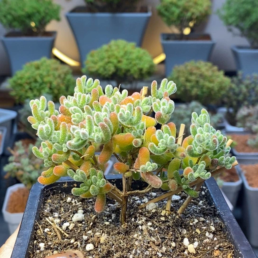 043优选冰晶枝干