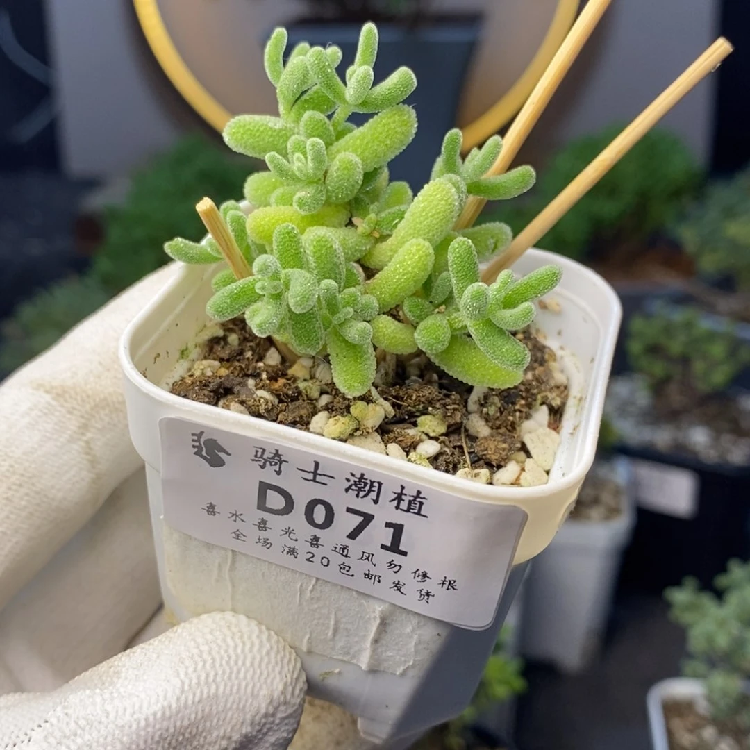 071冰晶枝干番杏