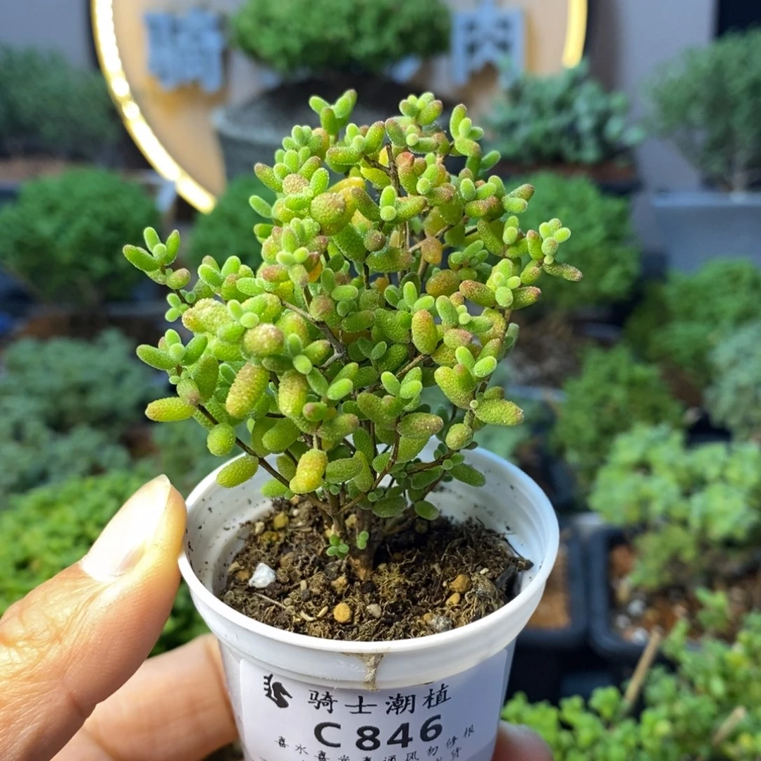 846蜜橘糖球多肉