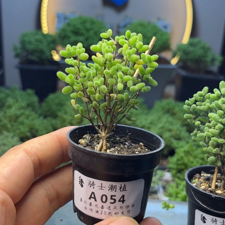 054蜜橘糖球枝干