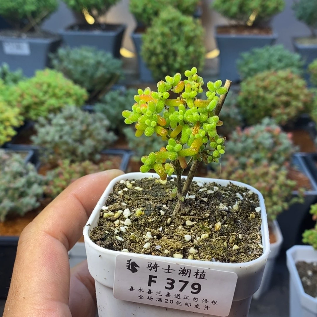 379蜜橘糖球枝干