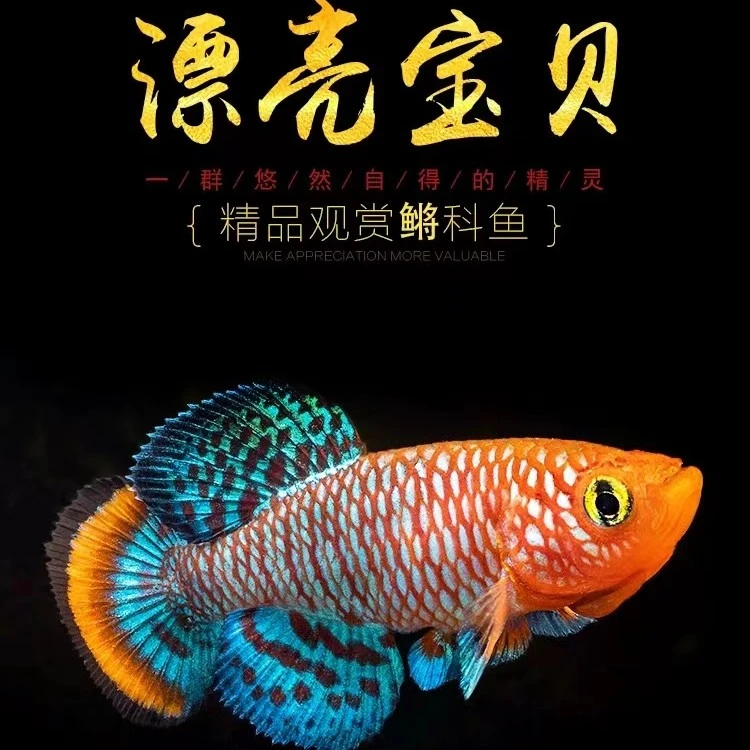 漂亮宝贝鳉漂亮的宝贝鱼贡氏圆尾鳉科鱼热带观赏鱼淡水小型鱼活体
