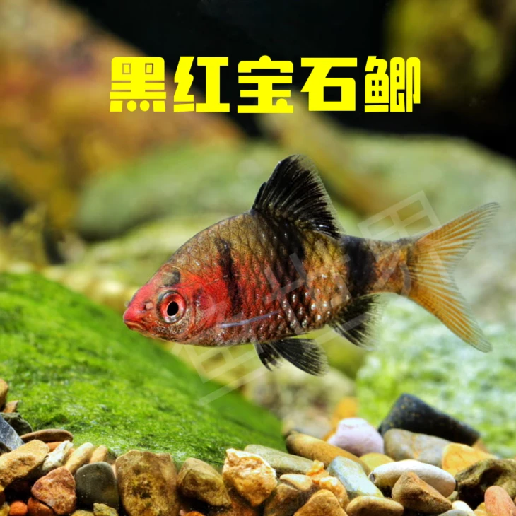 黑红宝石鲫鱼东南亚淡水鱼彩虹热带观赏鱼稀有品种红黑熊猫鲫活体
