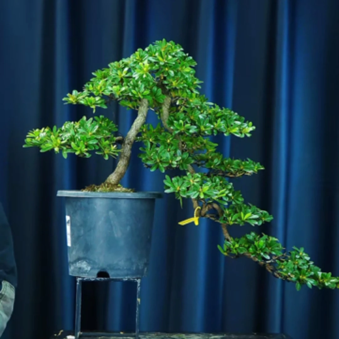 若惠比须皋月杜鹃盆景