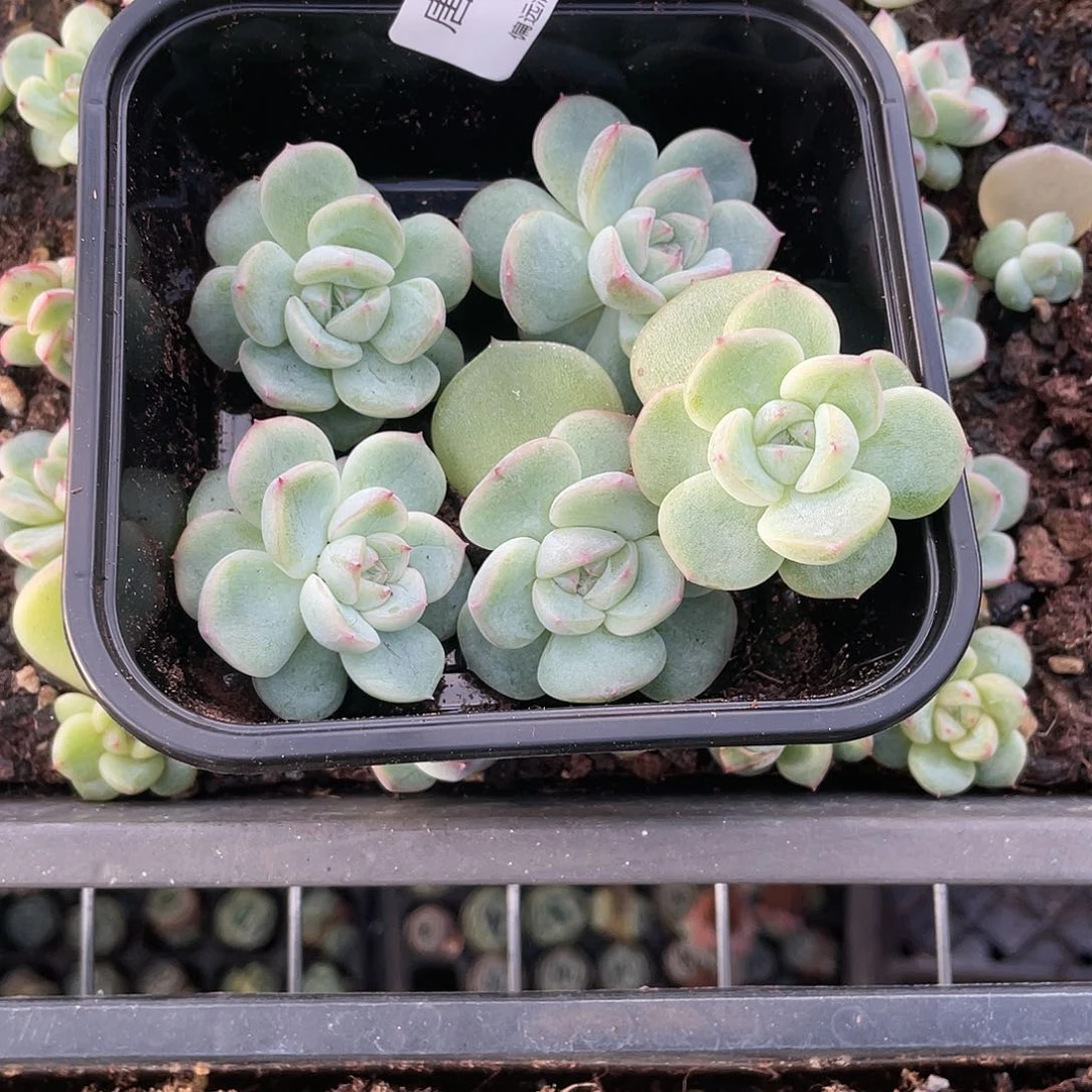 芒**莲珍妮钻石一物一拍129