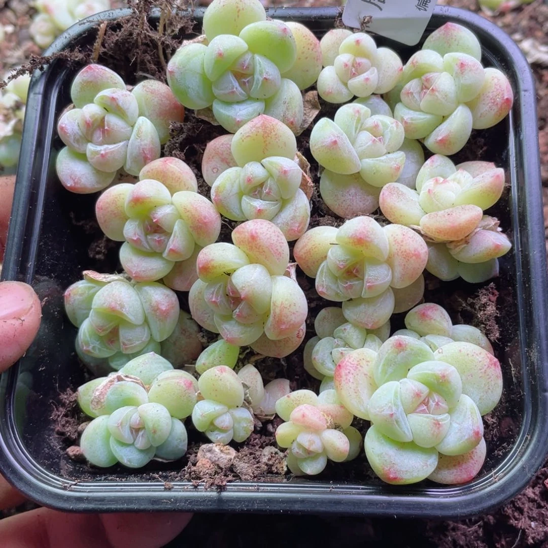 糖心冰玉一物一拍193