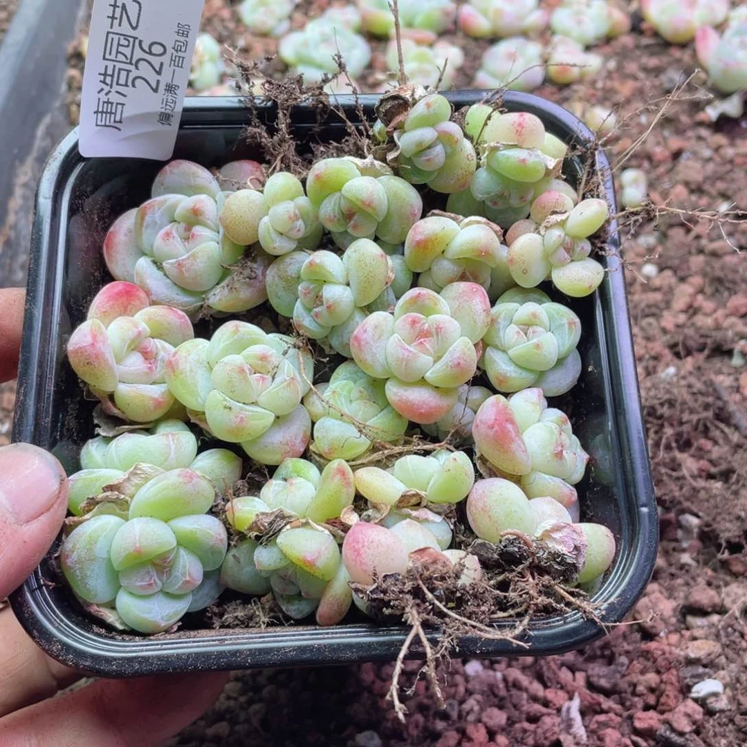 ?*梨糖心冰玉一物一拍226