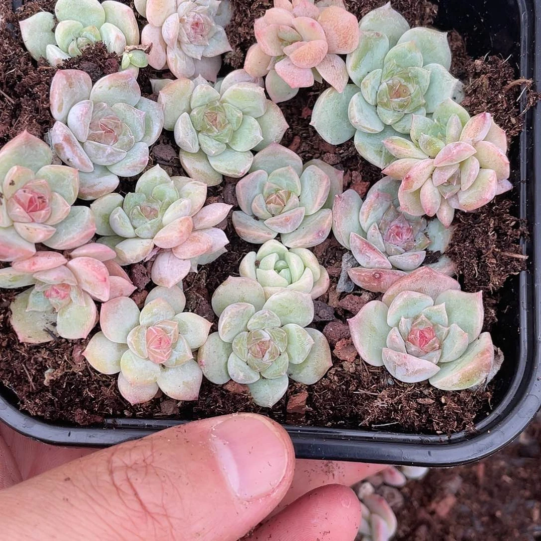 糖心混合一物一拍392