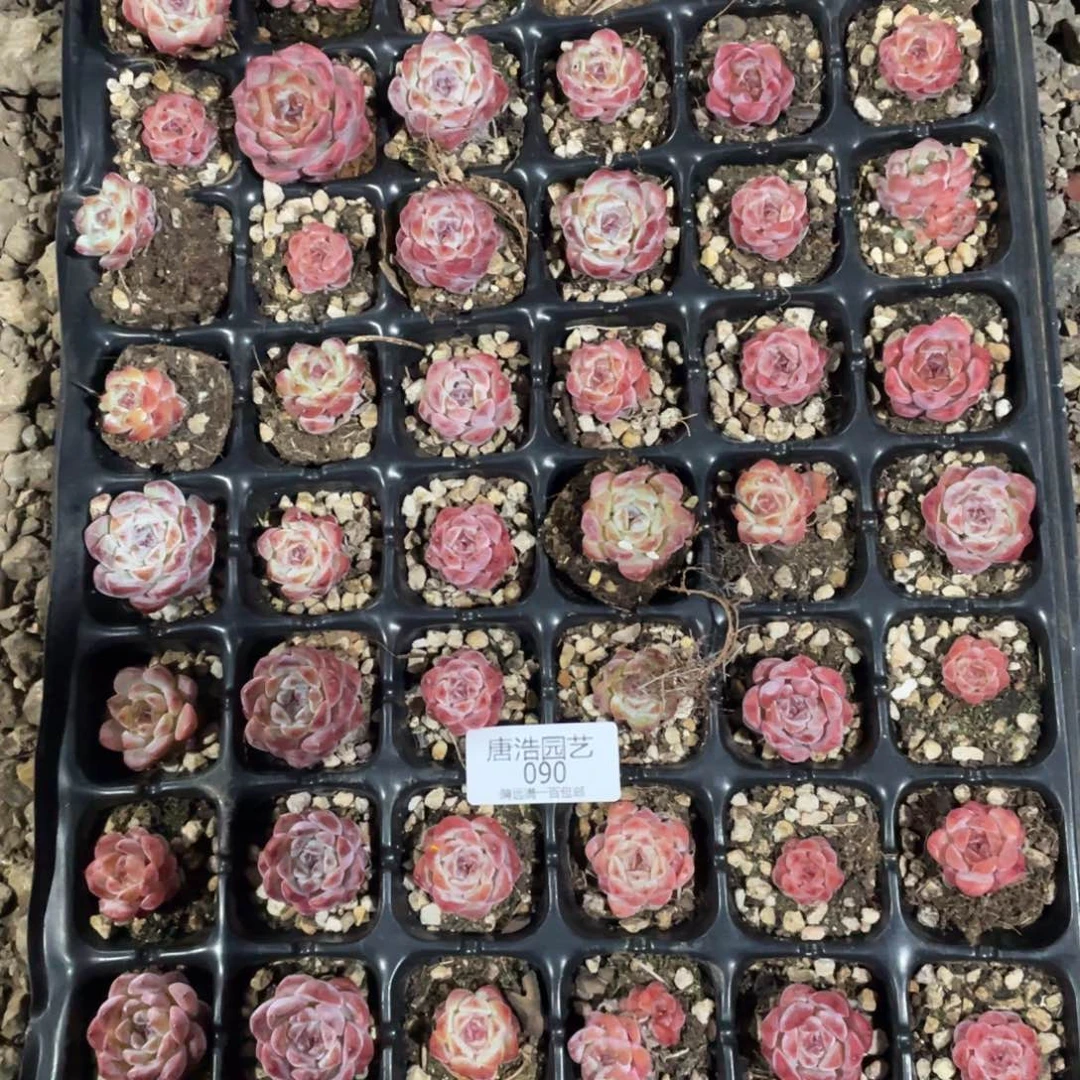 小****）乌拉拉糖心一物一拍090