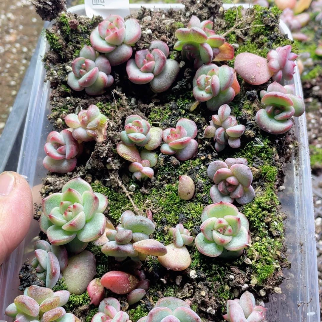 珍妮一物一拍012