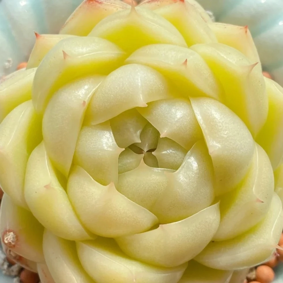 唐浩精品多肉651-700一物一拍