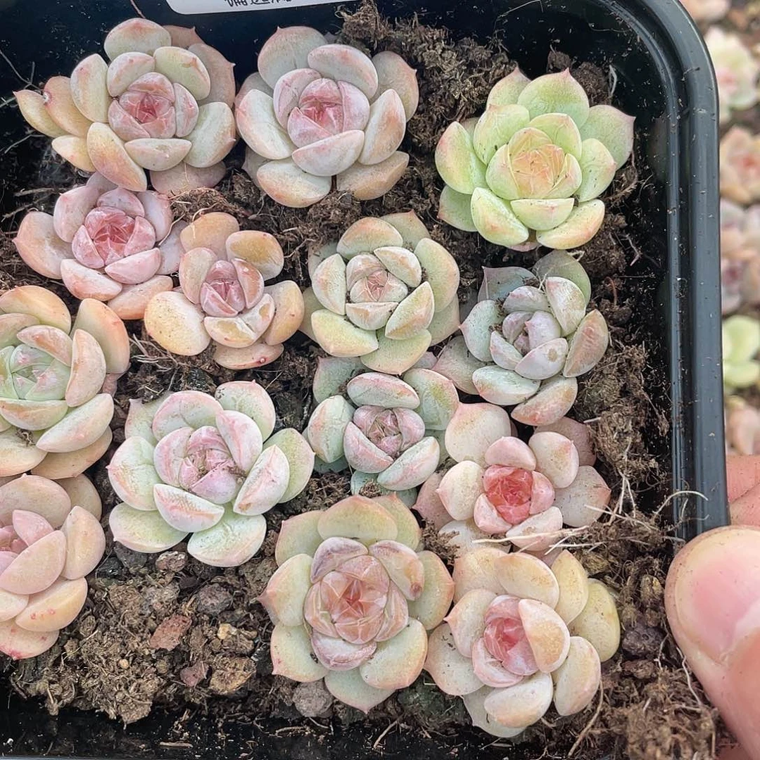 糖心混合一物一拍357