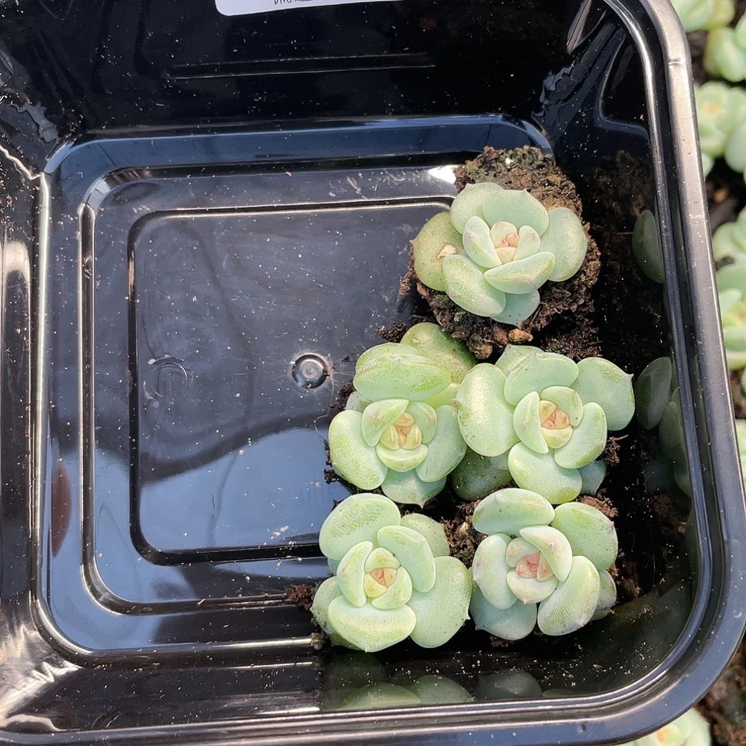 糖心珍妮一物一拍460