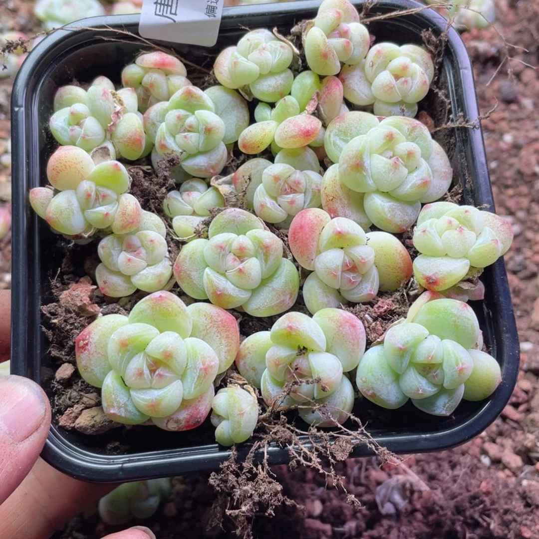 紫****x糖心冰玉一物一拍224