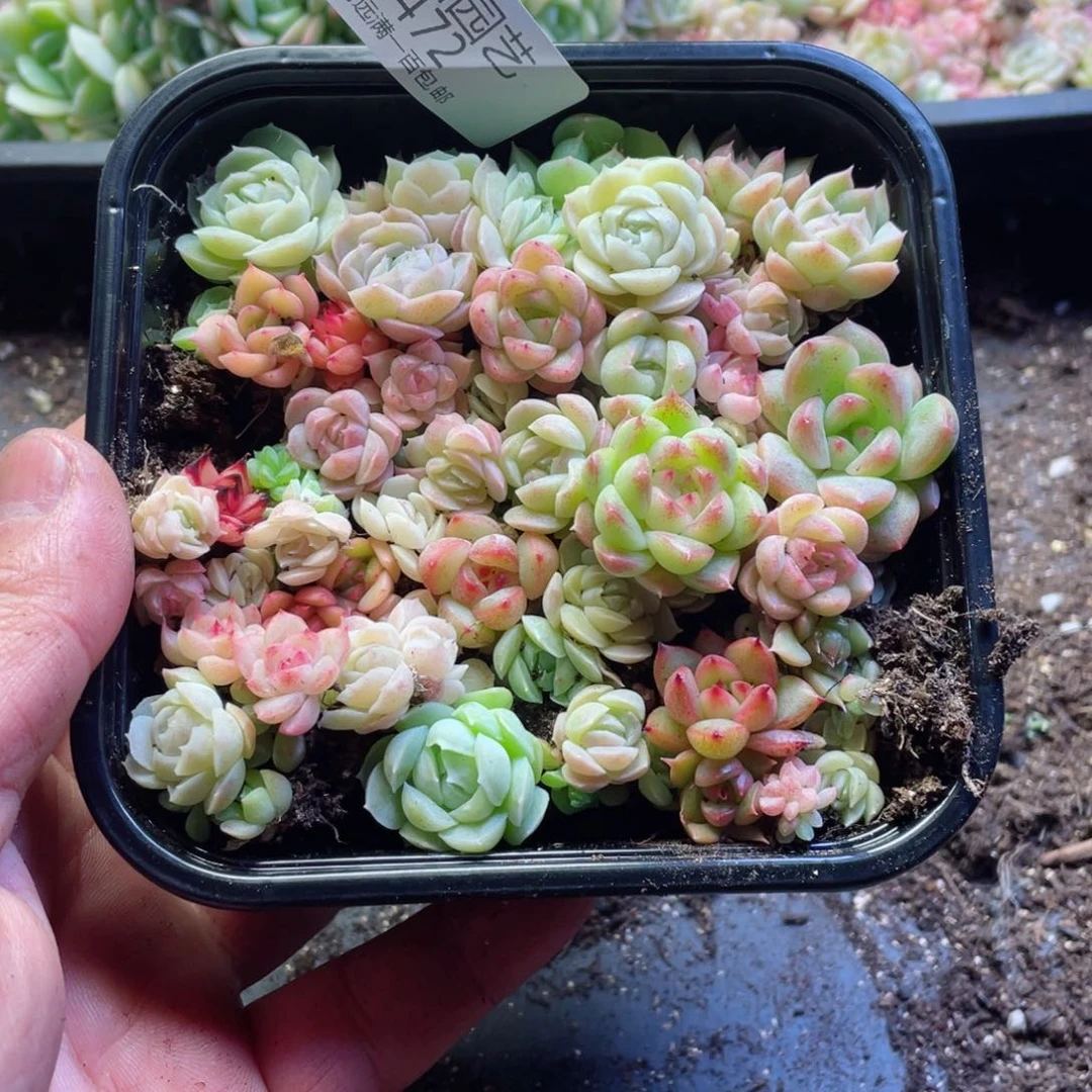 草莓切糕一物一拍472