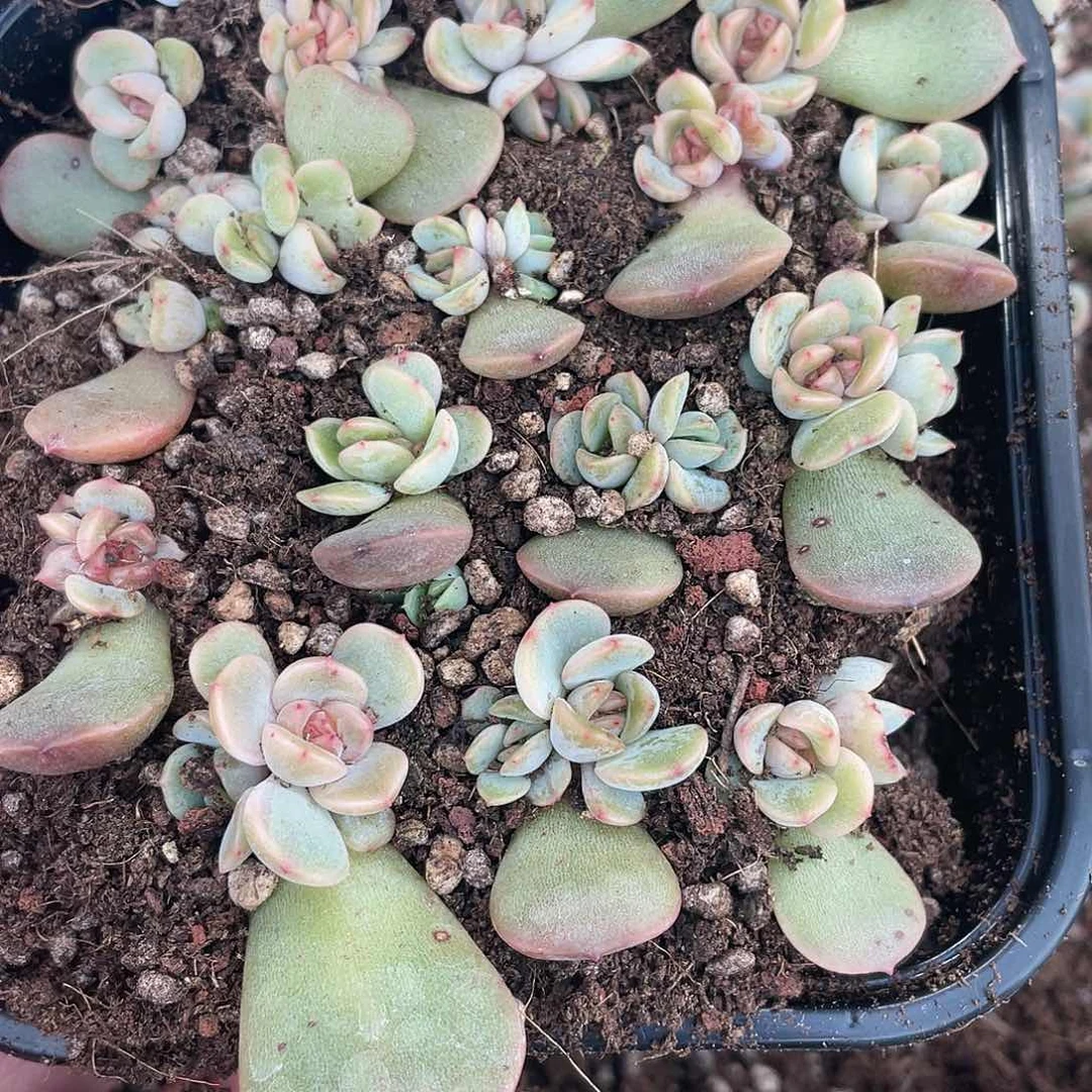 红恋一物一拍348