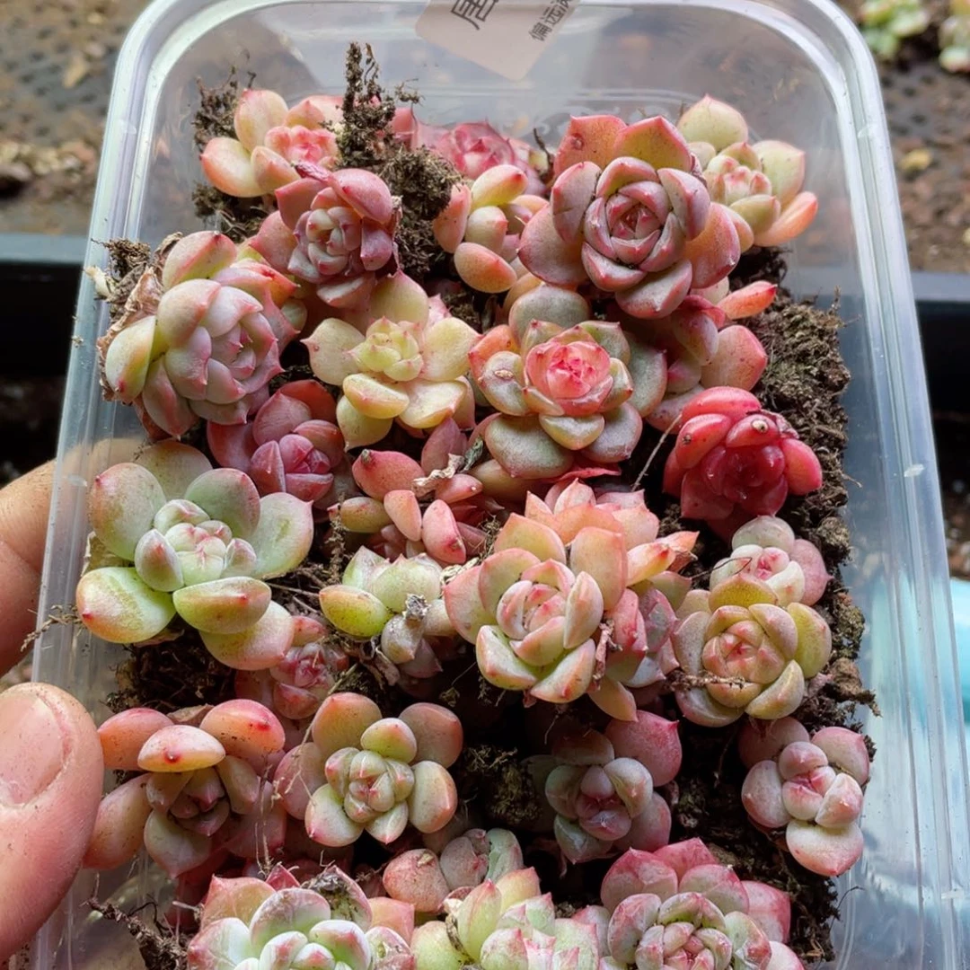 珍妮一物一拍403