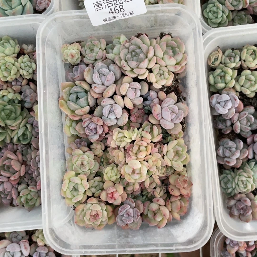 饭盒5盒一物一拍468