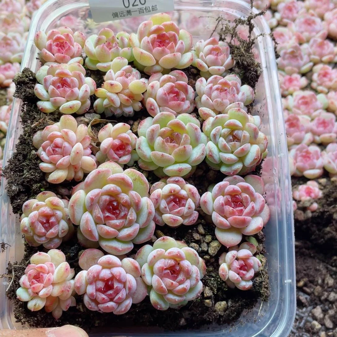 ?****粉梦一物一拍026