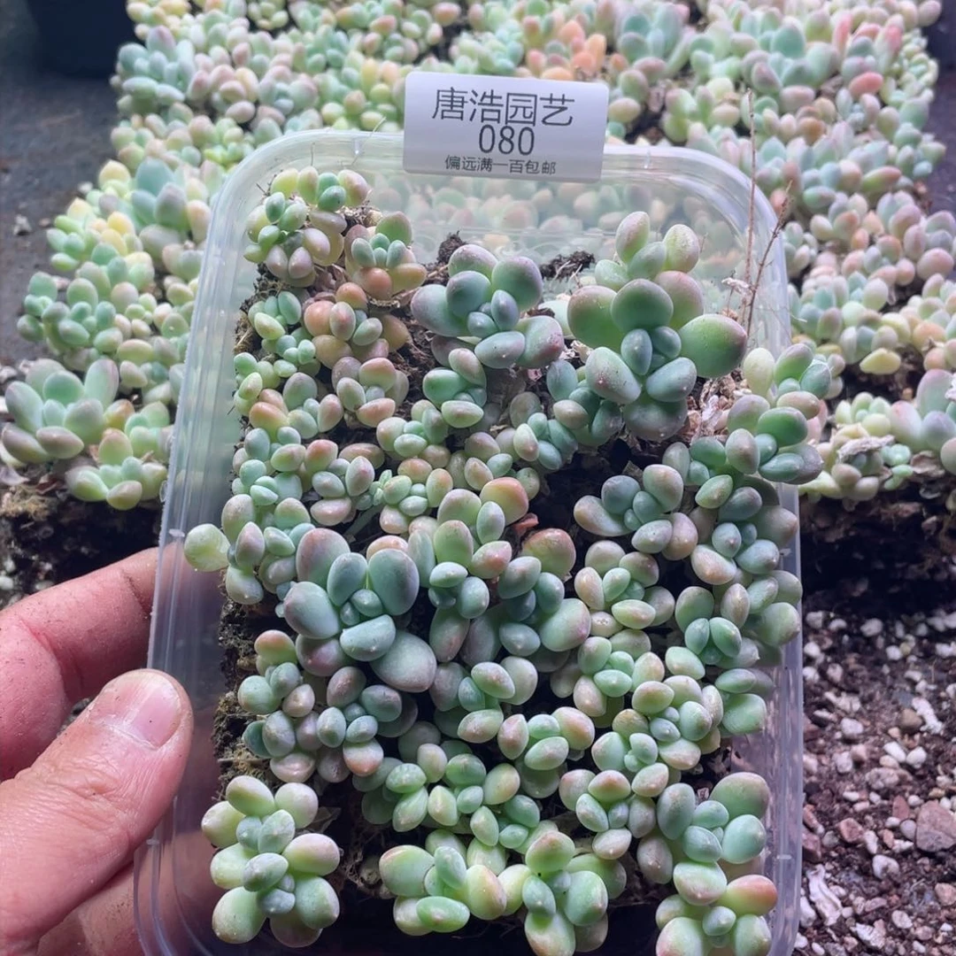 园滚滚一物一拍080