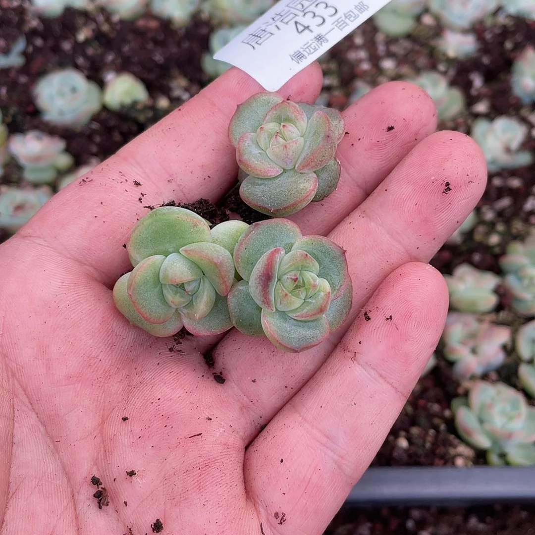 竹璃一物一拍433