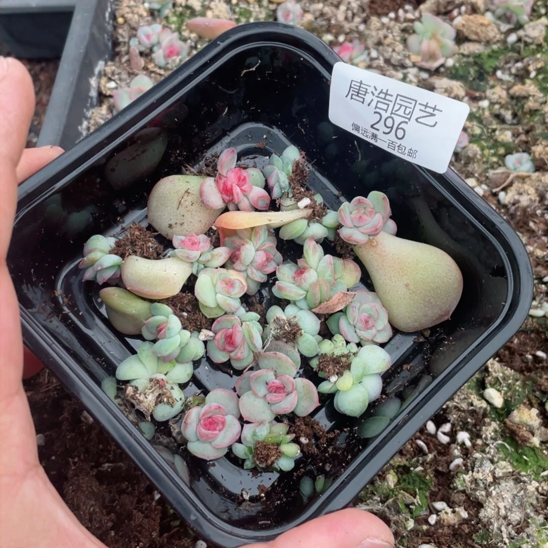 琴心一物一拍296