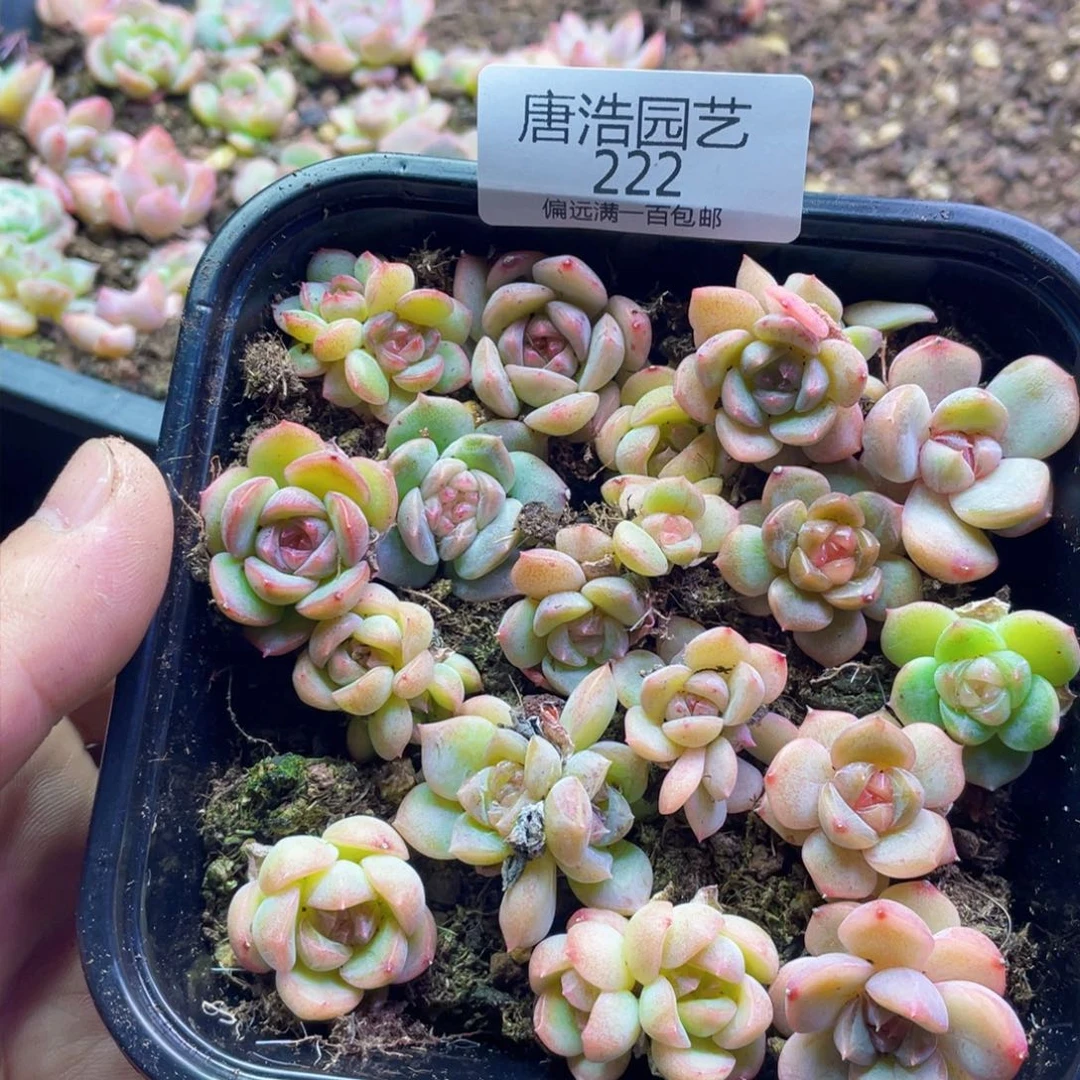 ?****糖心珍妮混一物一拍222