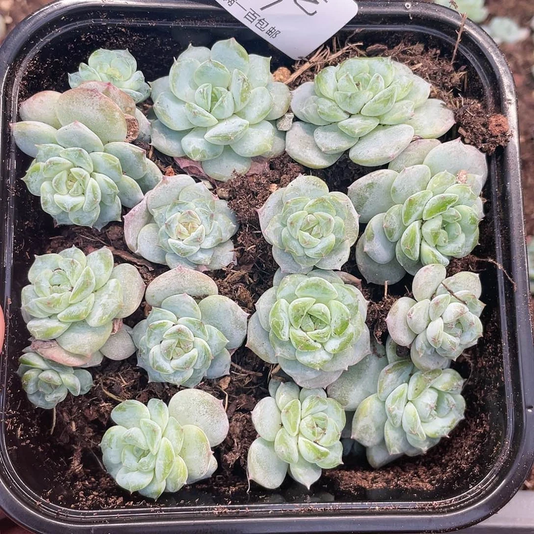 冰魄一物一拍377