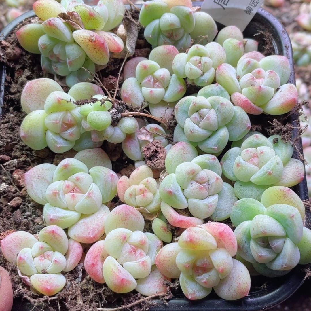 糖心冰玉一物一拍207