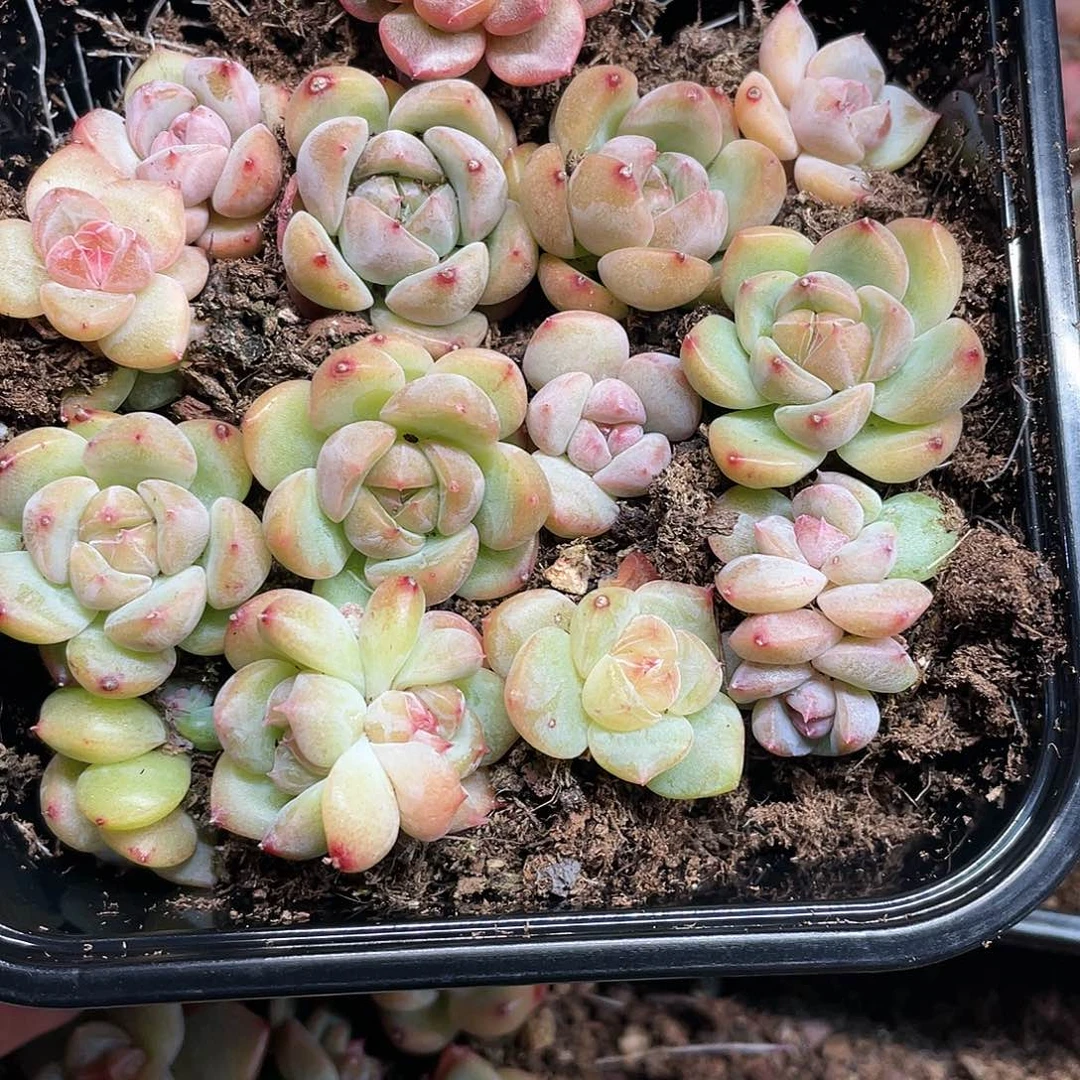 珍妮一物一拍478