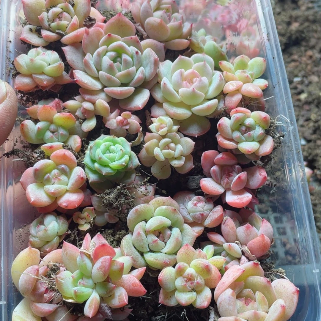 糖心混一物一拍340