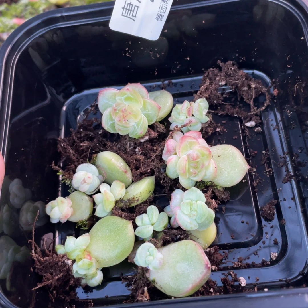 珍妮一物一拍593