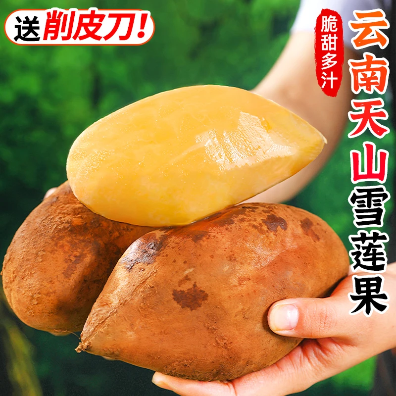 【清甜多汁】云南天山雪莲果3-9斤红心果新鲜水果水莲果当季水果