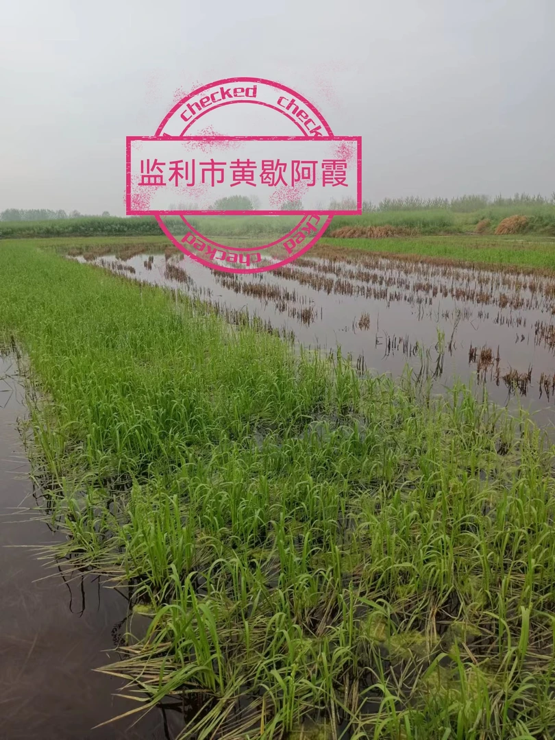 懒人养虾，棒棒草籽，菵草，每亩1∽2斤