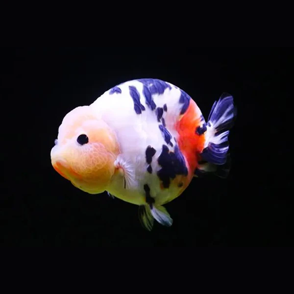 精品兰寿红白寿花寿观赏鱼金鱼重墨兰寿娃娃头金鱼