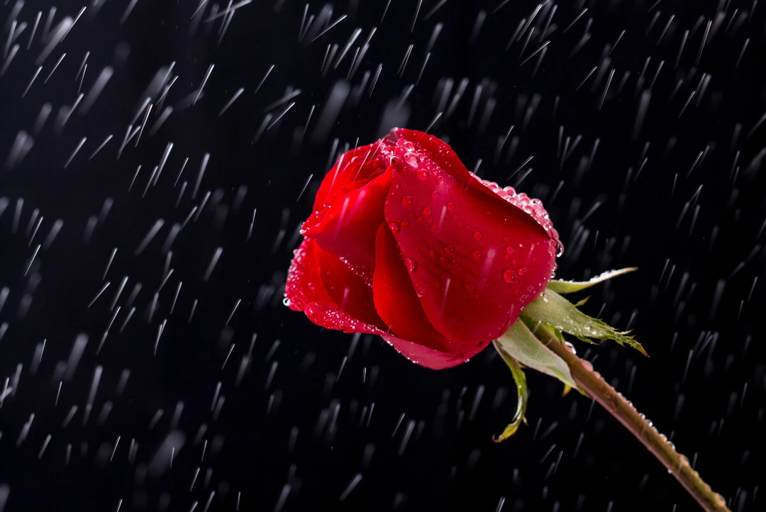 玫瑰玫瑰玫瑰红玫瑰一朵包邮