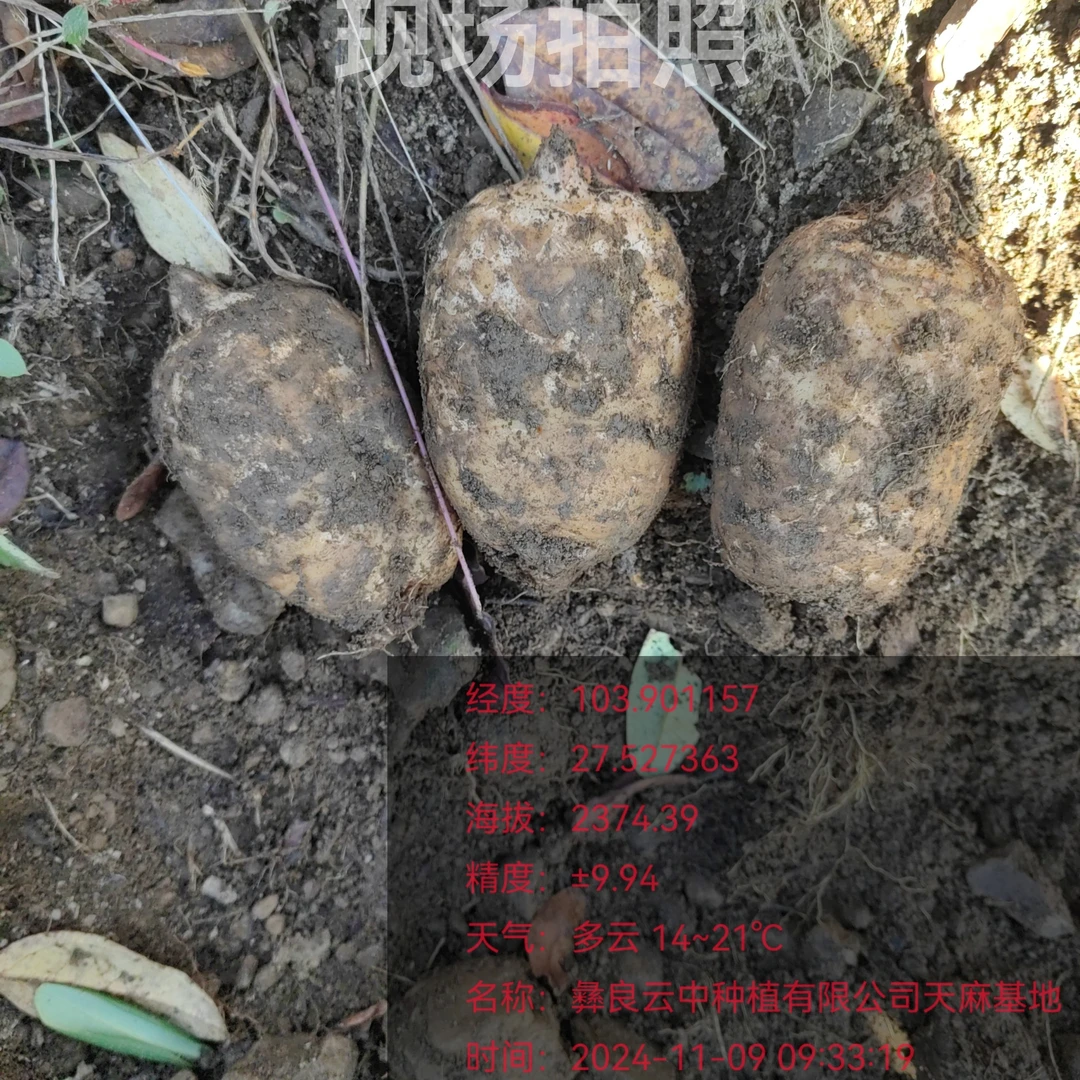 正宗昭通小草坝新鲜乌天麻野生环境腐殖土原生态种植香甜糯面包邮