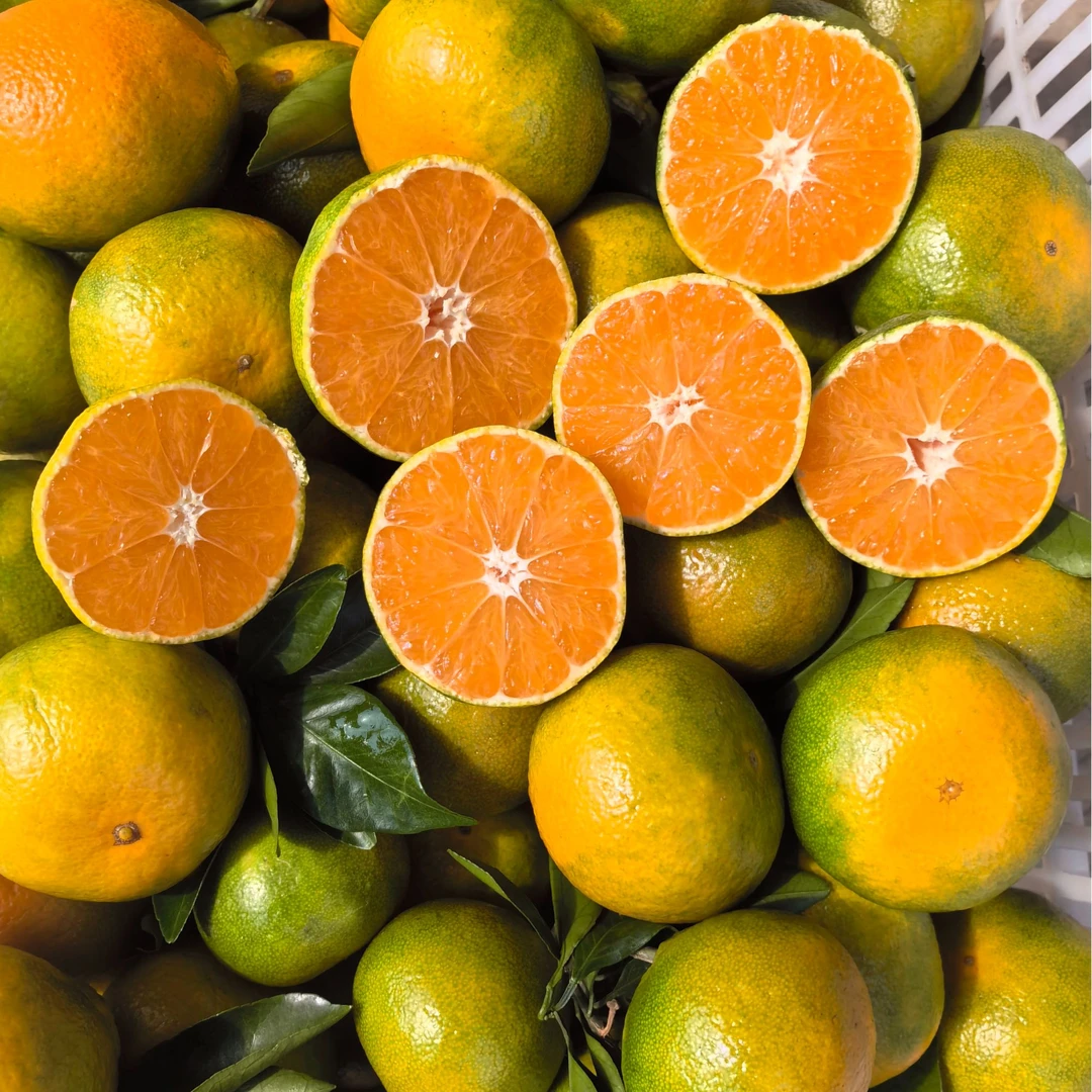 【龙橘鲜果】优质蜜桔酸甜可口皮薄多汁无核化渣自然成熟产地直销