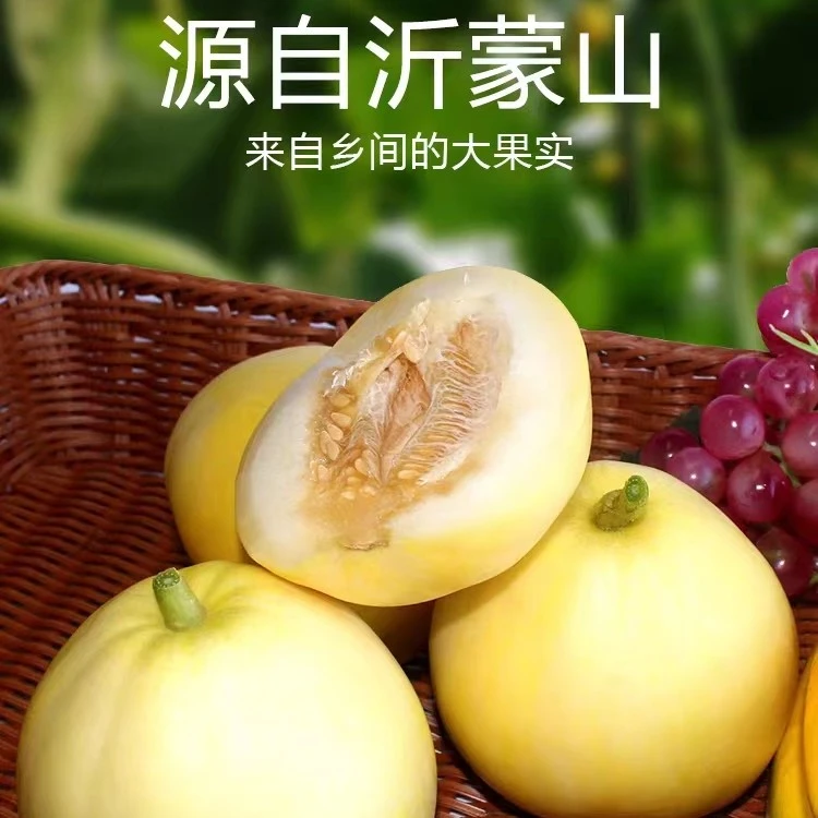 【京东快递】沂蒙山小蜜蜂甜瓜 净重3/4.5斤装 坏果包赔